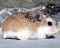 /album/fotogaleria/hamster-roborowski-jpg1/